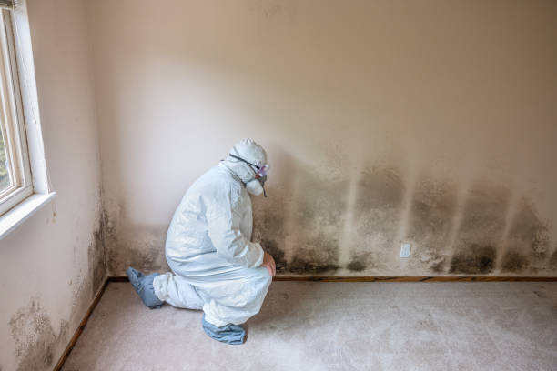 Best Black Mold Removal  in Mammoth Spring, AR